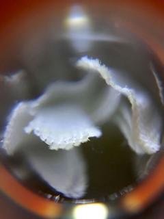Education: Kämmenniemi’s students got excited about photographing with a mobile microscope