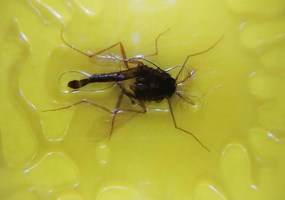 I4scope to identify pests